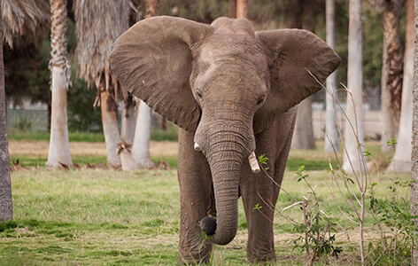 elephant standing facing the viewer