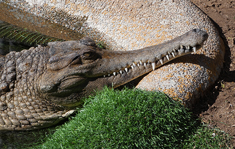 crocodile sunbathing