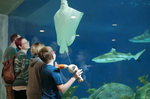 Young family stands in front of an aquarium and looks smiling at a sting ray